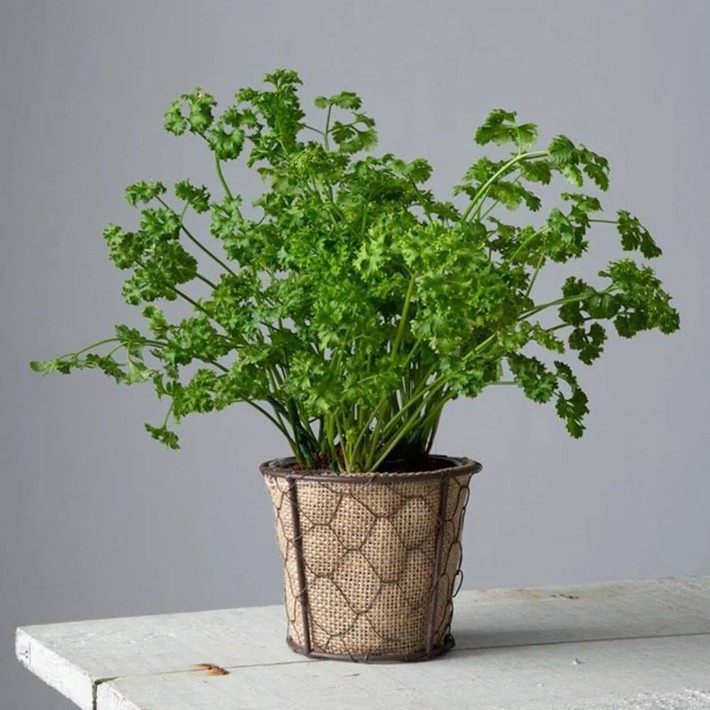 6 loại cây gia vị chị em hội “yêu bếp, nghiệp nhà” không thể bỏ qua vì để decor nhà cửa cũng đẹp mà thêm vào món ăn cũng ngon - Ảnh 12.