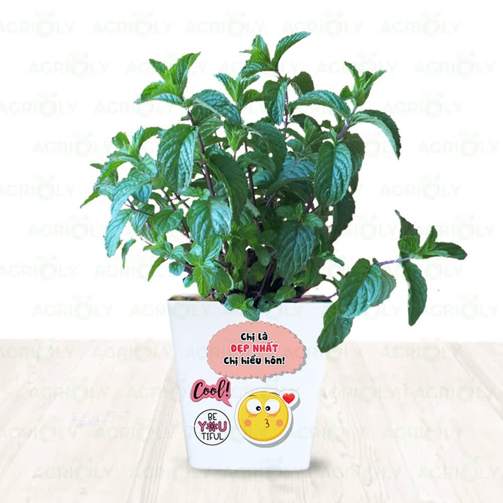 6 loại cây gia vị chị em hội “yêu bếp, nghiệp nhà” không thể bỏ qua vì để decor nhà cửa cũng đẹp mà thêm vào món ăn cũng ngon - Ảnh 2.