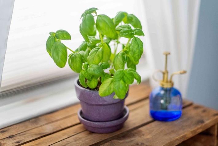 6 loại cây gia vị chị em hội “yêu bếp, nghiệp nhà” không thể bỏ qua vì để decor nhà cửa cũng đẹp mà thêm vào món ăn cũng ngon - Ảnh 6.