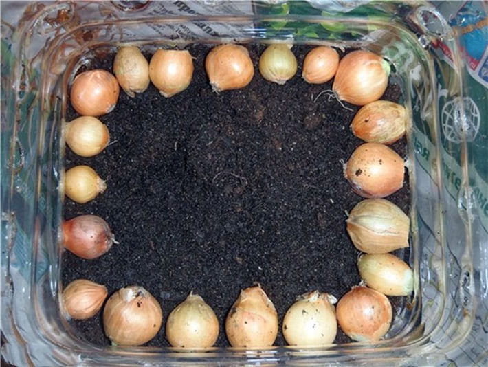 Cách trồng siêu dễ cho 6 loại cây gia vị không thể thiếu trong bữa cơm gia đình Việt - Ảnh 2.