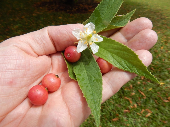 Không cần cherry, việt quất nhập khẩu đắt đỏ, ở Việt Nam có 1 loại quả rụng đầy gốc thay thế tốt, vừa sản xuất collagen vừa phòng chống ung thư - Ảnh 6.