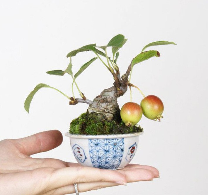 10 chậu bonsai cây ăn trái mini siêu đẹp dùng trang trí nhà dịp Tết - Ảnh 5.
