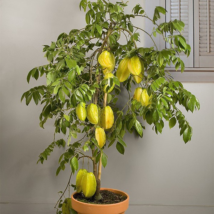 10 chậu bonsai cây ăn trái mini siêu đẹp dùng trang trí nhà dịp Tết - Ảnh 6.