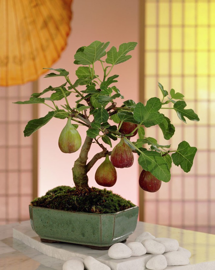 10 chậu bonsai cây ăn trái mini siêu đẹp dùng trang trí nhà dịp Tết - Ảnh 10.