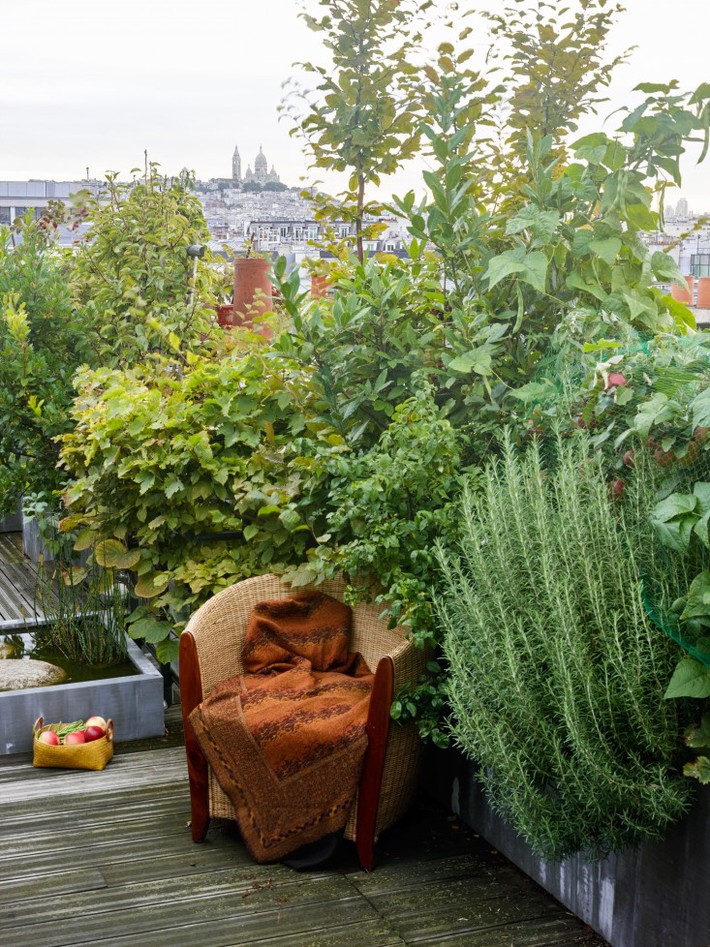 paris-roof-garden-marion-brenner-gardenista-dominique1309-030-e1471624926983-1508058421554-1675827818030-16758278181101719706481-1675827993224-16758279933341784181099.jpg