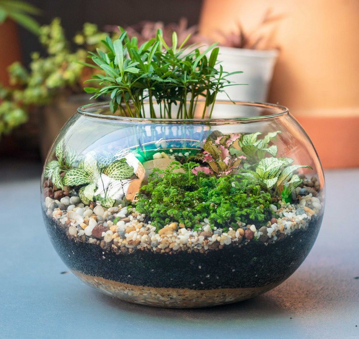Decorate your home gracefully with a beautiful little garden inside a glass vase - Photo 1. Decorate your home gracefully with a beautiful little garden inside a glass vase - Photo 1.