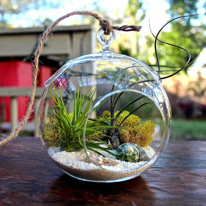 Decorate your home gracefully with a beautiful little garden inside a glass vase - Photo 2.