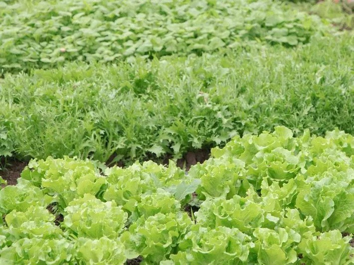 Cô gái 19 tuổi và ý tưởng cải tạo nhà cấp 4 thành ngôi nhà vườn đẹp bình yên trên mảnh đất rộng 6000m²  - Ảnh 18.
