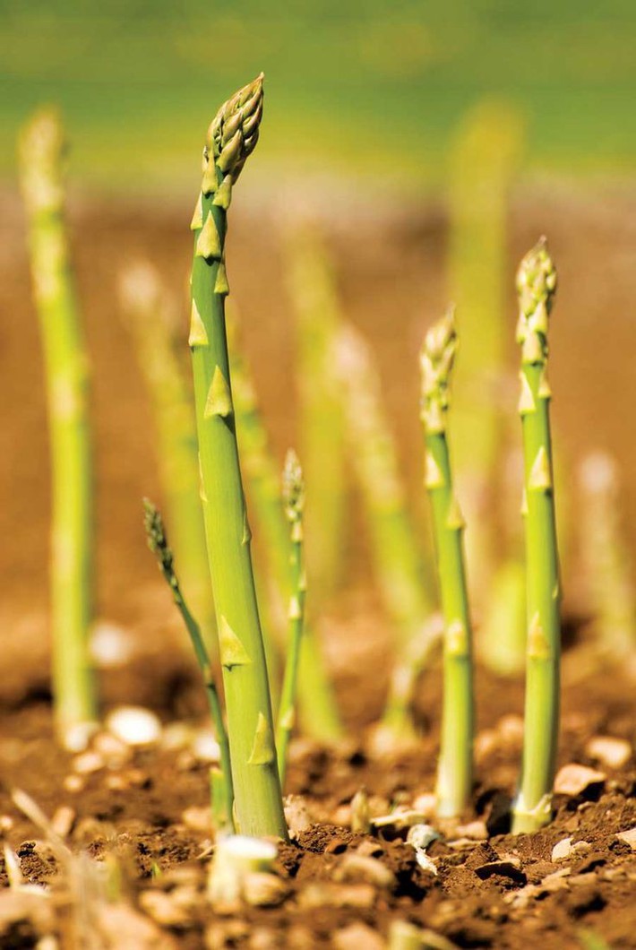 956c76bfa7c14a3b7adf427c0c50da85-fresh-asparagus-asparagus-plant-15305848152541911872484.jpg