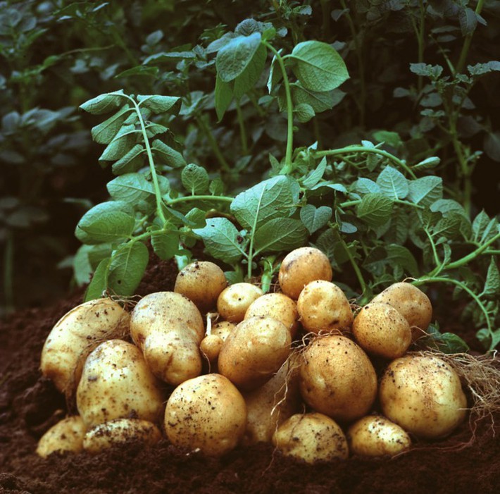 como-plantar-patatas-barriles-15305847411751932354464.jpg