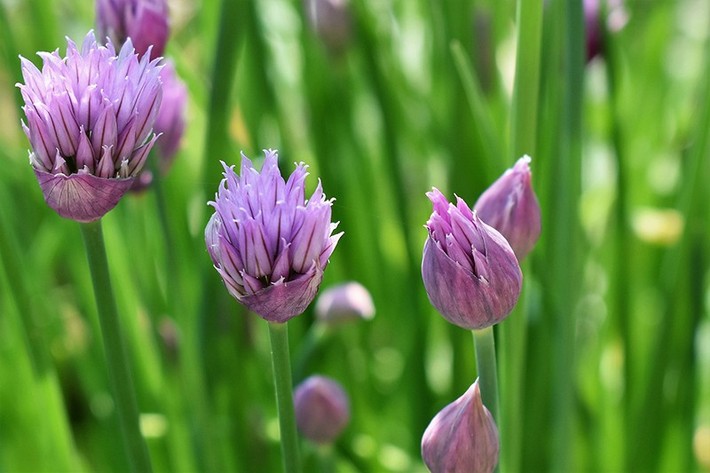 Để giảm stress và thêm yêu đời thì đừng bỏ qua 4 loài hoa này trong khu vườn nhà bạn - Ảnh 2.