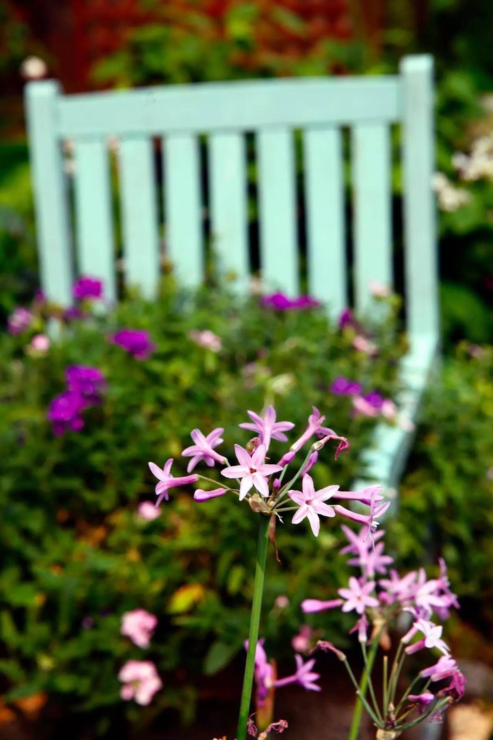 The garden is as peaceful as a fairyland filled with flowers and leaves because the girl devoted herself to giving up her youth to take care of it for 10 years - Photo 15.