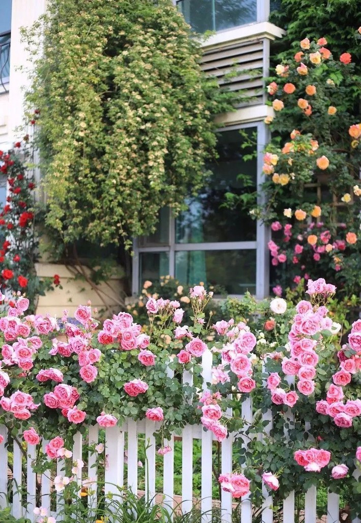 Ngôi nhà tràn ngập sắc hoa hồng ở thị trấn nhỏ của cô gái dành cả thanh xuân chỉ để trồng hoa làm đẹp nhà - Ảnh 15.