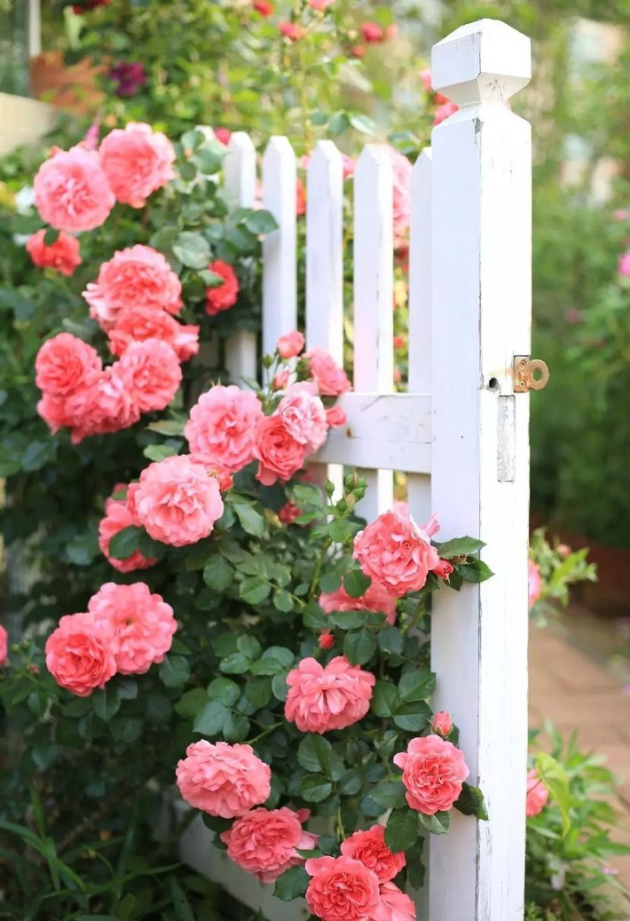 Ngôi nhà tràn ngập sắc hoa hồng ở thị trấn nhỏ của cô gái dành cả thanh xuân chỉ để trồng hoa làm đẹp nhà - Ảnh 17.