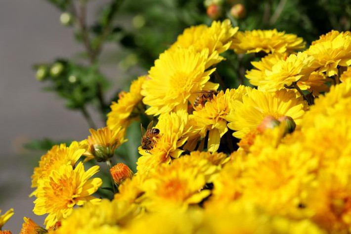Chào mùa thu với không gian rực rỡ hoa cúc vàng và những bài thuốc cực hay cho sức khỏe - Ảnh 7.