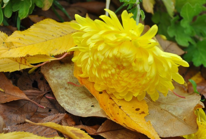 Chào mùa thu với không gian rực rỡ hoa cúc vàng và những bài thuốc cực hay cho sức khỏe - Ảnh 5.