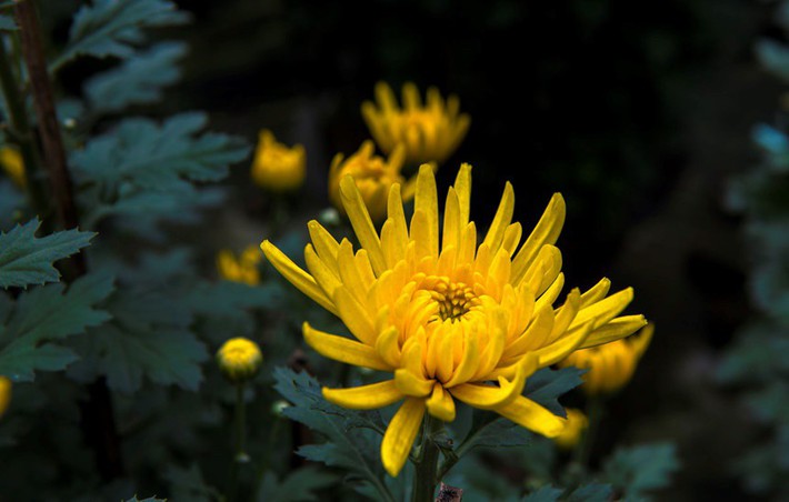 Chào mùa thu với không gian rực rỡ hoa cúc vàng và những bài thuốc cực hay cho sức khỏe - Ảnh 4.