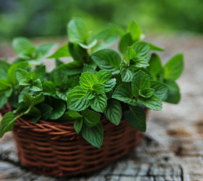 mint-basketfullwidth-15369052573121188262505.jpg