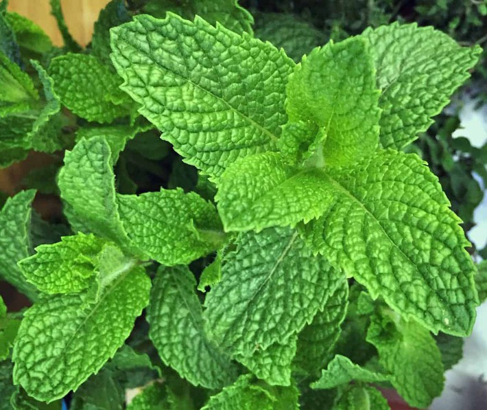 mint-close-up-e1464493977804-15369052573091433866950.jpg