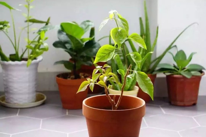 Ngôi nhà ống 50m² vừa tối vừa lạc hậu lột xác đẹp cá tính và hiện đại với màu đen trắng sau cải tạo - Ảnh 25. Ngôi nhà ống 50m² vừa tối vừa lạc hậu lột xác đẹp cá tính và hiện đại với màu đen trắng sau cải tạo - Ảnh 25.