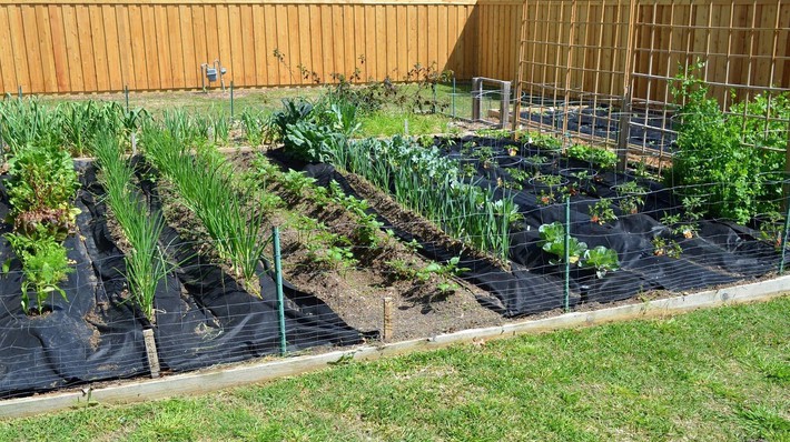 8 mẹo giúp khu vườn của bạn tươi tốt trong mùa xuân để đón chào những đợt thu hoạch mới - Ảnh 4.