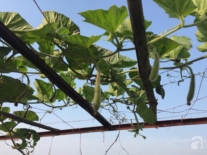 Mẹ đảm ba con trồng rau trên mái, cả nhà quanh năm không lo thiếu thực phẩm sạch ở Hà Nội - Ảnh 5.
