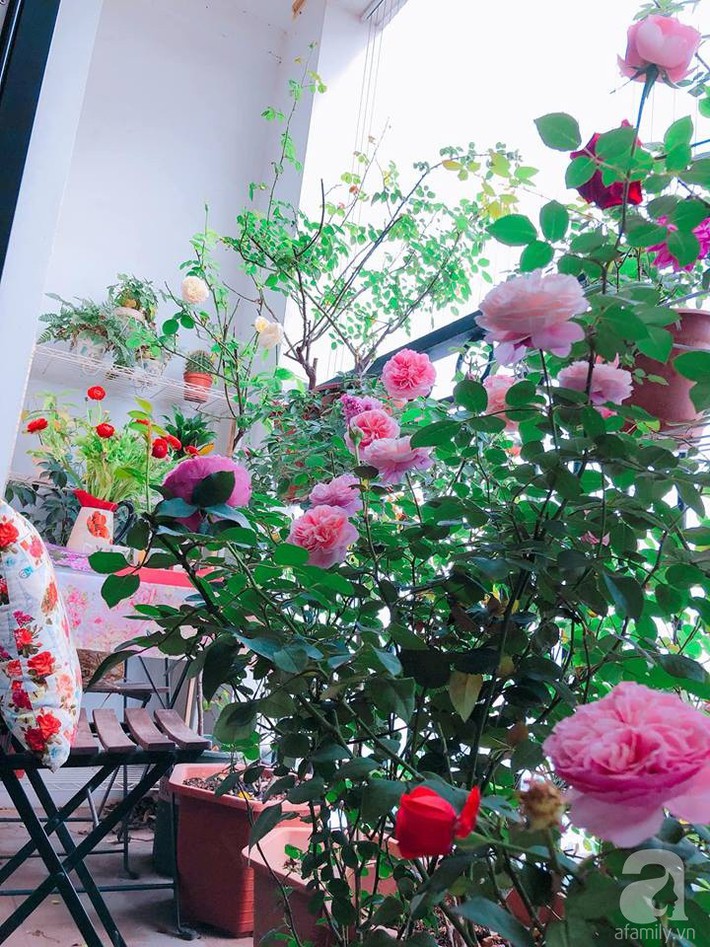 Ban công chỉ 5m² nhưng bốn mùa nở hoa và tổ ấm tràn ngập hương thơm của mẹ Hà Thành - Ảnh 2. Ban công chỉ 5m² nhưng bốn mùa nở hoa và tổ ấm tràn ngập hương thơm của mẹ Hà Thành - Ảnh 2.