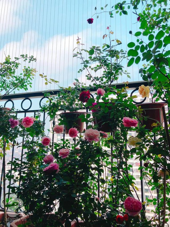 Ban công chỉ 5m² nhưng bốn mùa nở hoa và tổ ấm tràn ngập hương thơm của mẹ Hà Thành - Ảnh 1. Ban công chỉ 5m² nhưng bốn mùa nở hoa và tổ ấm tràn ngập hương thơm của mẹ Hà Thành - Ảnh 1.