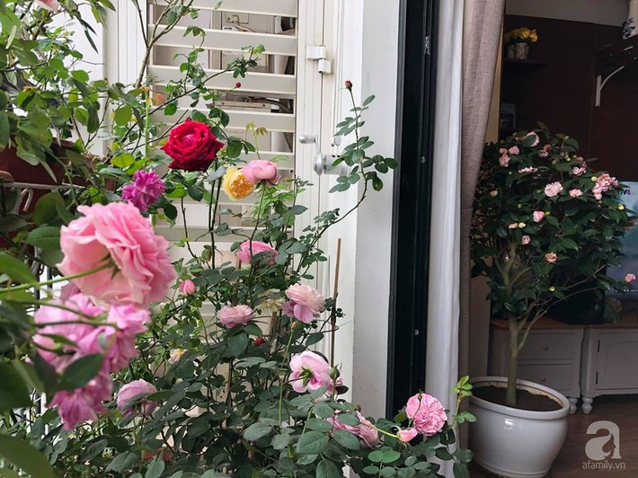Ban công chỉ 5m² nhưng bốn mùa nở hoa và tổ ấm tràn ngập hương thơm của mẹ Hà Thành - Ảnh 17. Ban công chỉ 5m² nhưng bốn mùa nở hoa và tổ ấm tràn ngập hương thơm của mẹ Hà Thành - Ảnh 17.