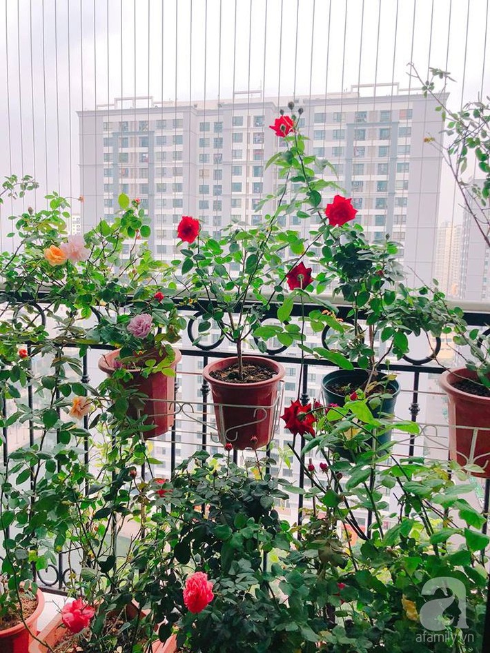 Ban công chỉ 5m² nhưng bốn mùa nở hoa và tổ ấm tràn ngập hương thơm của mẹ Hà Thành - Ảnh 10. Ban công chỉ 5m² nhưng bốn mùa nở hoa và tổ ấm tràn ngập hương thơm của mẹ Hà Thành - Ảnh 10.