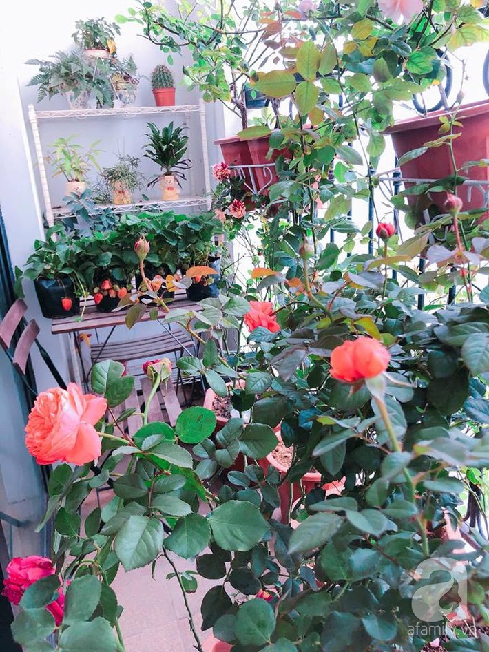 Ban công chỉ 5m² nhưng bốn mùa nở hoa và tổ ấm tràn ngập hương thơm của mẹ Hà Thành - Ảnh 7. Ban công chỉ 5m² nhưng bốn mùa nở hoa và tổ ấm tràn ngập hương thơm của mẹ Hà Thành - Ảnh 7.