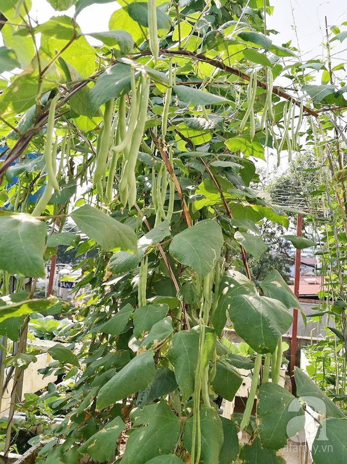 Mẹ đảm ở Hà Nội chia sẻ 12 năm kinh nghiệm trồng rau quả sạch như trang trại trên sân thượng  - Ảnh 7.