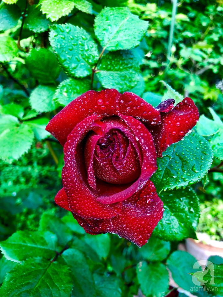 Khu vườn hoa hồng trước nhà đẹp như truyện cổ tích của người đàn ông Việt ở Nhật - Ảnh 16.
