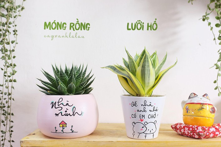 Cầm 100 nghìn trong tay, ghé ngay những địa điểm dưới đây để lựa chọn cây cảnh cho không gian ngôi nhà thêm phần cuốn hút - Ảnh 6. Cầm 100 nghìn trong tay, ghé ngay những địa điểm dưới đây để lựa chọn cây cảnh cho không gian ngôi nhà thêm phần cuốn hút - Ảnh 6.