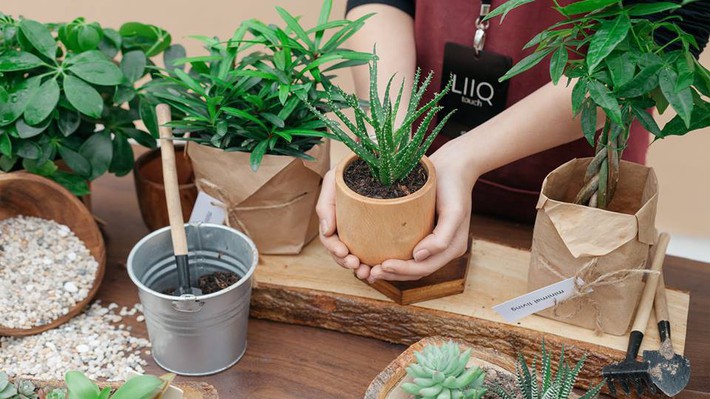 Cầm 100 nghìn trong tay, ghé ngay những địa điểm dưới đây để lựa chọn cây cảnh cho không gian ngôi nhà thêm phần cuốn hút - Ảnh 10. Cầm 100 nghìn trong tay, ghé ngay những địa điểm dưới đây để lựa chọn cây cảnh cho không gian ngôi nhà thêm phần cuốn hút - Ảnh 10.