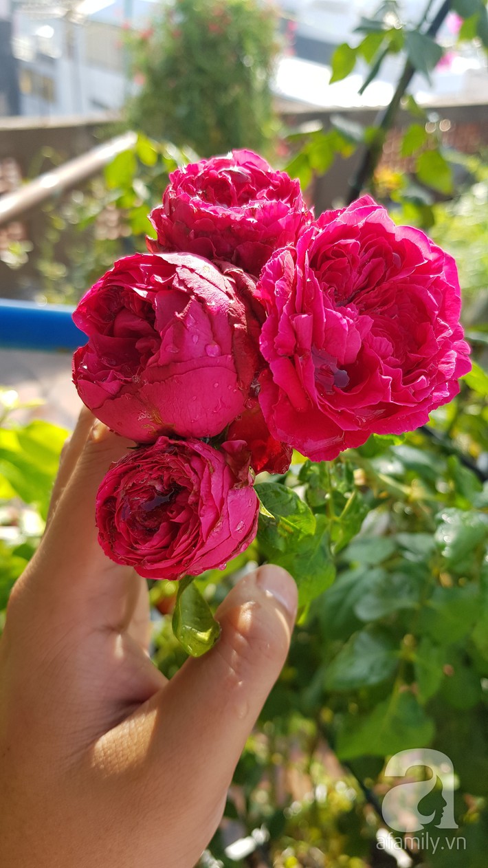 red-eden-05-1558881327373739226744.jpg