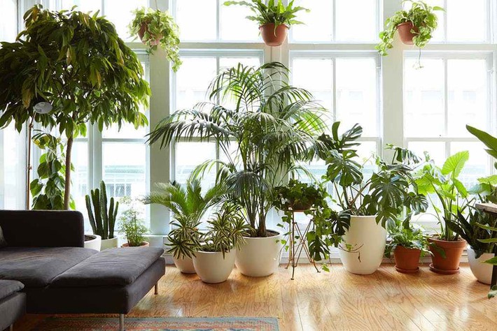 apartmenttherapy-houseplants-transform-your-home-tropical-paradise-alizswonderland-15571302853191514518309.jpg