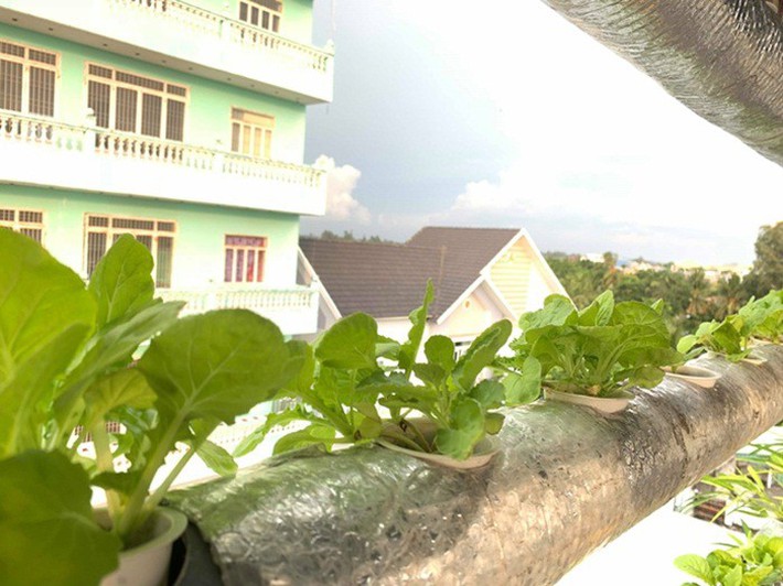 Vườn rau thủy canh ăn không xuể trên sân thượng nhà diễn viên Kha Ly - Thanh Duy - Ảnh 6.