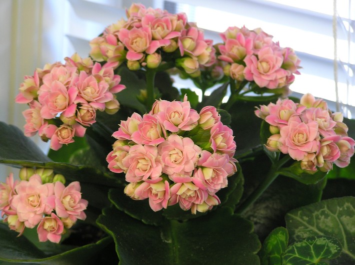the-pink-double-flowering-variety-of-kalanchoe-k