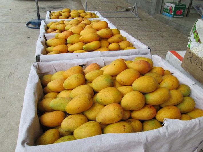 xoai-mut-dau-moi-1562647424090560424197-15644705741931154122759.jpg