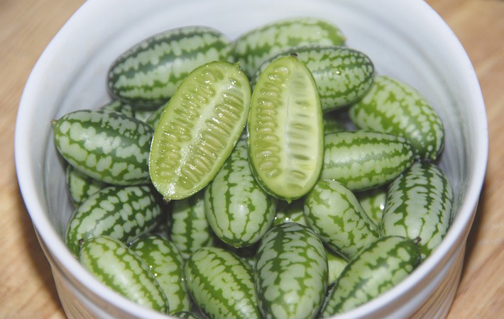 mouse-melons-harvest-15647974975211438993316.jpg