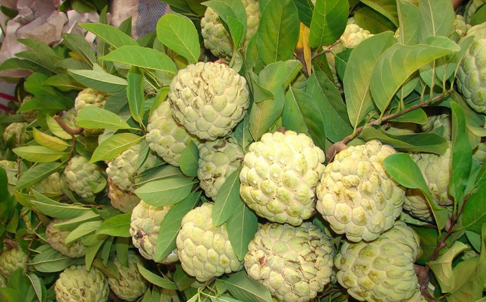 hap-dan-mang-cau-ba-den-tay-ninh-1-1547823772367777543742-crop-15478237825661011495930-1565064701257940769680.jpg