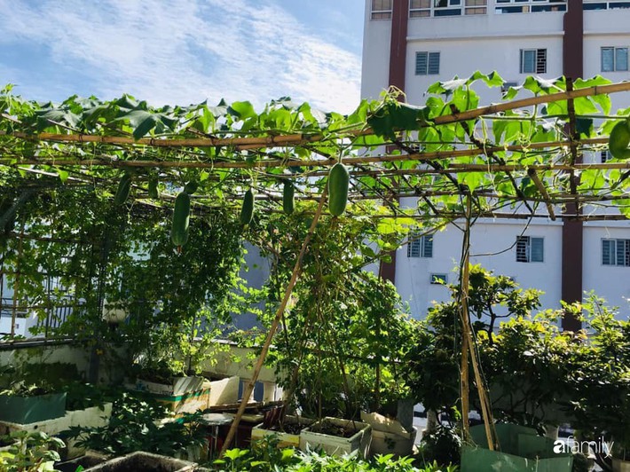 Sài Gòn: Sân thượng 20m² trồng đủ các loại rau của bà mẹ quyết nghỉ việc để dành nhiều thời gian hơn cho bản thân và gia đình - Ảnh 11.