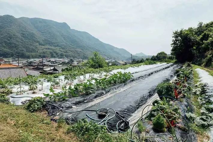 Cặp vợ chồng bỏ công việc thành phố, cùng con gái về nông thôn trồng rau làm vườn sau trận động đất lớn nhất Nhật Bản - Ảnh 3.