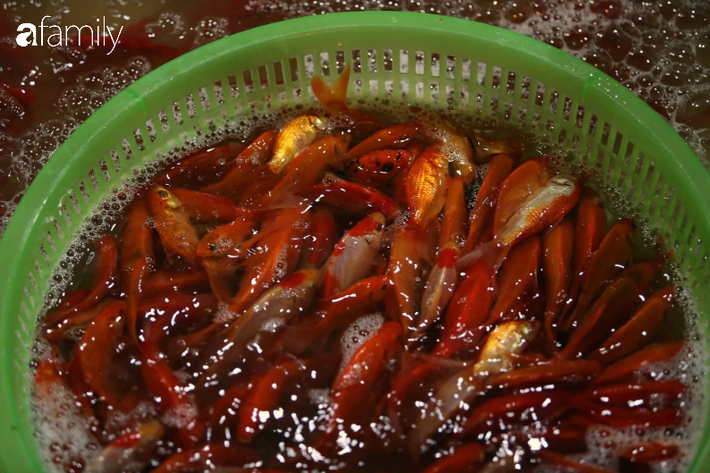 Ngày ông Công ông Táo, chợ cá lớn nhất Hà Nội cháy hàng cá chép từ rạng sáng - Ảnh 16.