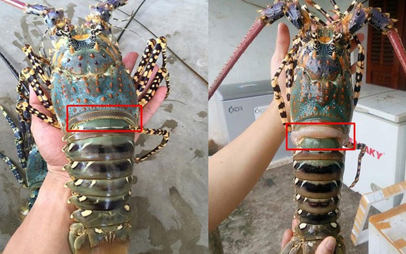 Bà nội trợ Việt mách nước cách chọn 3 loại tôm hùm và giá 