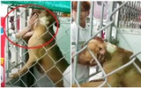 Dân mạng bàn luận khoảnh khắc chú chó Pitbull trước khi bị bắn chết vì tấn công chủ: “Lúc gọi nó ra để bắn, tưởng là được về nên vẫy đuôi, cụp tai mừng rỡ, nào ngờ!".