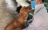  Xúc động hành động "biết ơn" của chú chó còn lại trong vụ "Pitbull cắn chết người, tấn công chủ ở Long An" đối với ân nhân của mình