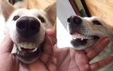 Chú chó gây "bão" MXH với hàm răng kỳ lạ giống hệt người, dân tình soi tận kẽ răng mới phát hiện sự thật cười té ghế