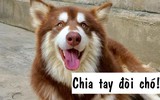 Kể chuyện người yêu cũ chia tay đòi chó, cô gái bất ngờ được hàng loạt người hỏi mua chó con